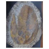 Genuine Framed Metacanthina Trilobite Fossil