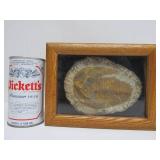 Genuine Framed Metacanthina Trilobite Fossil