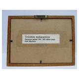 Genuine Framed Metacanthina Trilobite Fossil