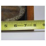 Genuine Framed Metacanthina Trilobite Fossil