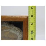 Genuine Framed Metacanthina Trilobite Fossil