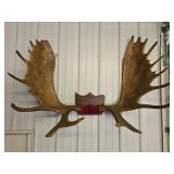 Large Genuine Moose Antler Mount