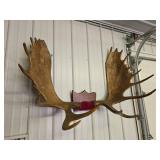Large Genuine Moose Antler Mount