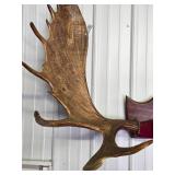Large Genuine Moose Antler Mount