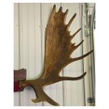 Large Genuine Moose Antler Mount
