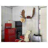 Large Genuine Moose Antler Mount