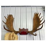 Large Genuine Moose Antler Mount