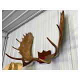 Large Genuine Moose Antler Mount