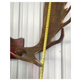Large Genuine Moose Antler Mount