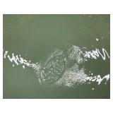 Fenton Sea Foam Green Satin Iridescent Beaded Melon Embossed Daisy Fairy Lamp