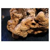 petrified wood display...