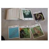 Animal identification cards with de...