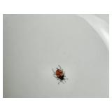 Vintage Herend Porcelain Rothschilds Bird Serving Bowl