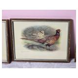 Awesome Naturalist Fine Art Pheasant Print Collection - (3)