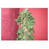 Large Artificial Bamboo Plant in Decorative Pot