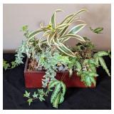 Small Potted House Plants