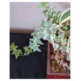 Small Potted House Plants