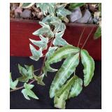 Small Potted House Plants