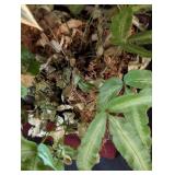 Small Potted House Plants