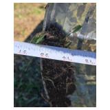 Lot of 5 Empty Blue Barrels - 37" Tall, Base is 20 1/4" - Contained Organic Coconut Cream