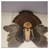Taxidermy Turkey Mount