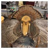 Taxidermy Turkey Mount