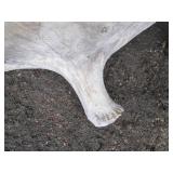 Single side of a Moose antler rack...