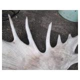Single side of a Moose antler rack...