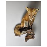 Taxidermy Pitched Red Fox Wall Mount