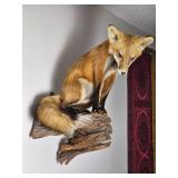 Taxidermy Pitched Red Fox Wall Mount