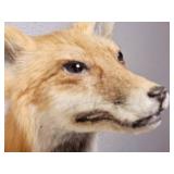 Taxidermy Pitched Red Fox Wall Mount
