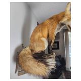 Taxidermy Pitched Red Fox Wall Mount