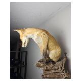 Taxidermy Pitched Red Fox Wall Mount