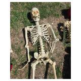 Collection of Halloween Decor: Skeletons and Skull Decorations