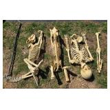 Collection of Halloween Decor: Skeletons and Skull Decorations