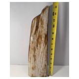 Gorgeous polished petrified wood