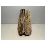 One Pound Unique Petrified Wood