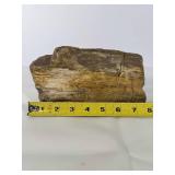 Subtle Colored Petrified Wood