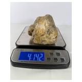 Subtle Colored Petrified Wood