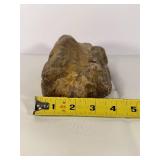 Subtle Colored Petrified Wood