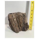 6 Pound Petrified Wood