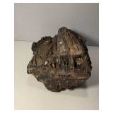 6 Pound Petrified Wood