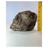 Rare stromatolite fossil