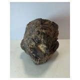 Rare stromatolite fossil