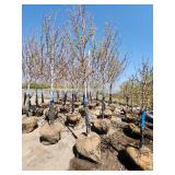 Autumn Blaze Ball and Burlap