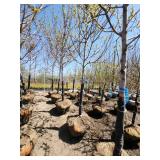 Autumn Blaze Ball and Burlap