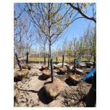 Autumn Blaze Ball and Burlap