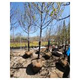 Autumn Blaze Ball and Burlap