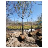 Autumn Blaze Ball and Burlap