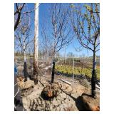 Autumn Blaze Ball and Burlap